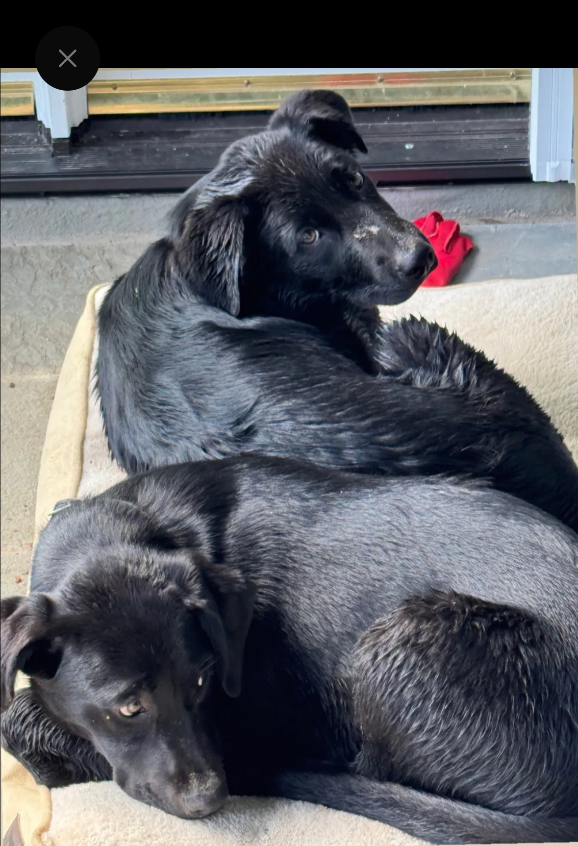 Two black dogs lying together